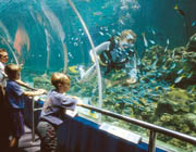 Aquarium in Townsville